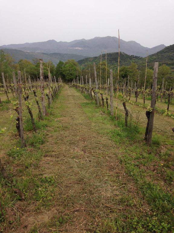 B&B La Timpa Del Cucco Roccagloriosa ภายนอก รูปภาพ